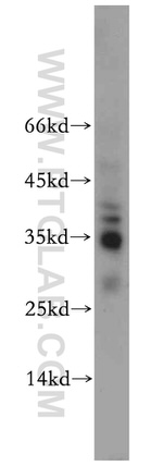 SFRS2 Antibody in Western Blot (WB)