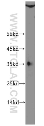 SFRS2 Antibody in Western Blot (WB)