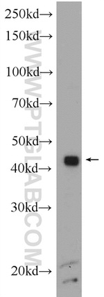 SFRS2 Antibody in Western Blot (WB)