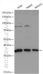 SFRS2 Antibody in Western Blot (WB)