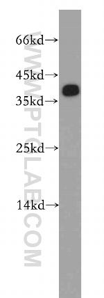 SFRS2 Antibody in Western Blot (WB)