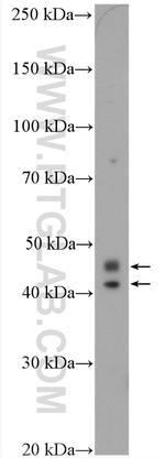 CCDC109B Antibody in Western Blot (WB)