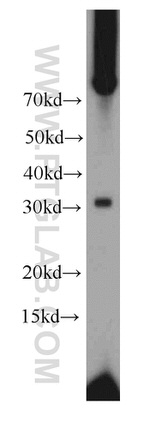 PLEKHF1 Antibody in Western Blot (WB)