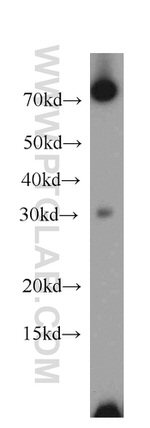 PLEKHF1 Antibody in Western Blot (WB)