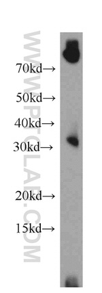 PLEKHF1 Antibody in Western Blot (WB)