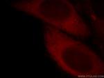 PLEKHF1 Antibody in Immunocytochemistry (ICC/IF)