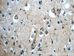 PLEKHF1 Antibody in Immunohistochemistry (Paraffin) (IHC (P))