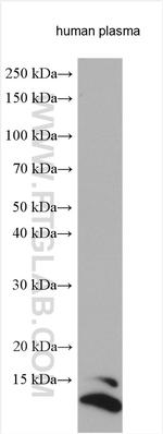 SAA4 Antibody in Western Blot (WB)