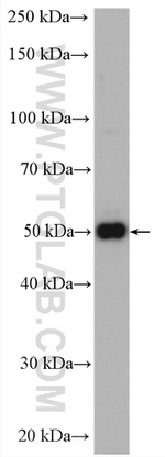 GLUT3 Antibody in Western Blot (WB)