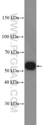 GLUT3 Antibody in Western Blot (WB)