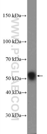 GLUT3 Antibody in Western Blot (WB)