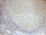 SNRPE Antibody in Immunohistochemistry (Paraffin) (IHC (P))