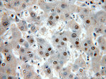 SNRPE Antibody in Immunohistochemistry (Paraffin) (IHC (P))