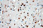 SNRPE Antibody in Immunohistochemistry (Paraffin) (IHC (P))