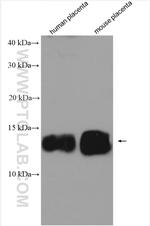 SNRPE Antibody in Western Blot (WB)