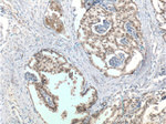 FOXA1 Antibody in Immunohistochemistry (Paraffin) (IHC (P))