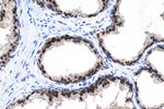 FOXA1 Antibody in Immunohistochemistry (Paraffin) (IHC (P))