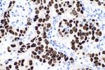 FOXA1 Antibody in Immunohistochemistry (Paraffin) (IHC (P))