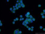 MIF Antibody in Immunocytochemistry (ICC/IF)