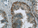 MIF Antibody in Immunohistochemistry (Paraffin) (IHC (P))