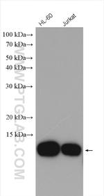 MIF Antibody in Western Blot (WB)