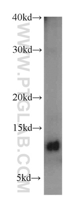 MIF Antibody in Western Blot (WB)