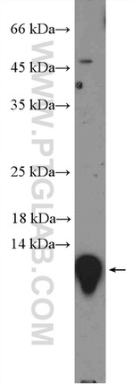 MIF Antibody in Western Blot (WB)