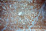 SPP Antibody in Immunohistochemistry (Paraffin) (IHC (P))