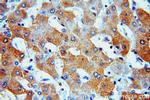 SPP Antibody in Immunohistochemistry (Paraffin) (IHC (P))