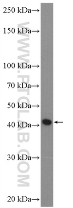 SPP Antibody in Western Blot (WB)