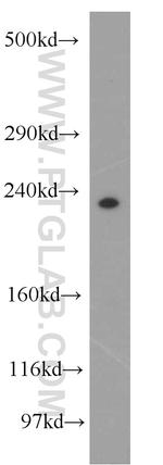 PCNXL2 Antibody in Western Blot (WB)