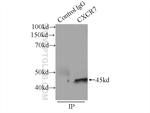 CXCR7 Antibody in Immunoprecipitation (IP)