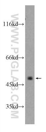 CXCR7 Antibody in Western Blot (WB)