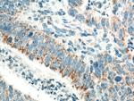 CCDC56 Antibody in Immunohistochemistry (Paraffin) (IHC (P))