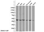 EDG2 Antibody in Western Blot (WB)