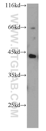 EDG2 Antibody in Western Blot (WB)