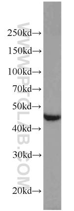 EDG2 Antibody in Western Blot (WB)