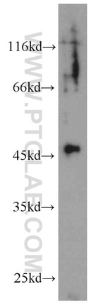 EDG2 Antibody in Western Blot (WB)