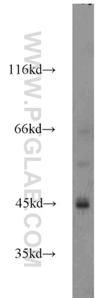 EDG2 Antibody in Western Blot (WB)