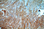 SMN Antibody in Immunohistochemistry (Paraffin) (IHC (P))