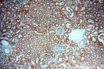 SMN Antibody in Immunohistochemistry (Paraffin) (IHC (P))