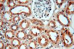 SMN Antibody in Immunohistochemistry (Paraffin) (IHC (P))