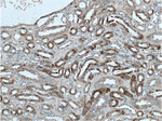 ALDH6A1 Antibody in Immunohistochemistry (Paraffin) (IHC (P))