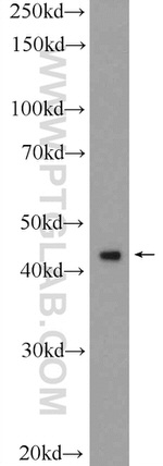 RAPSN Antibody in Western Blot (WB)