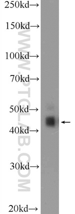 RAPSN Antibody in Western Blot (WB)