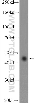 RAPSN Antibody in Western Blot (WB)