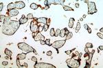 ZIP8 Antibody in Immunohistochemistry (Paraffin) (IHC (P))