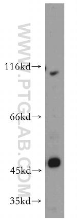 ZIP8 Antibody in Western Blot (WB)