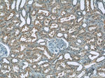 ZIP8 Antibody in Immunohistochemistry (Paraffin) (IHC (P))