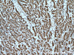 ZIP8 Antibody in Immunohistochemistry (Paraffin) (IHC (P))